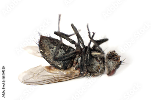 Insect destruction concept.Dead fly insect lying on back taken closeup.