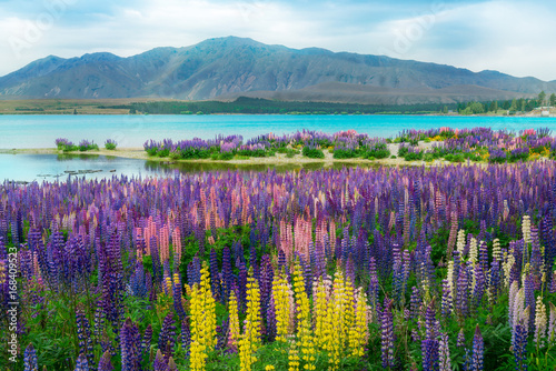 Lake Tekapo Lupin Field in New Zealand photo