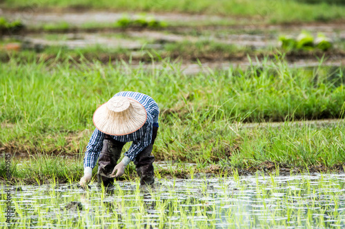 farmer work in a rice plantation