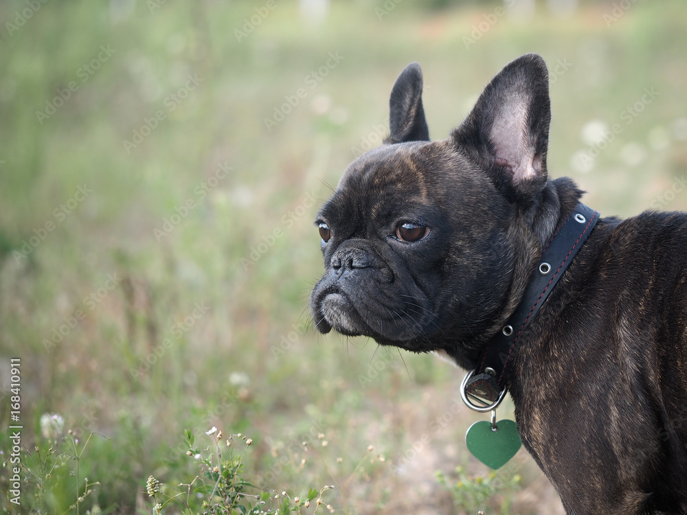 Dog French bulldog. Portrait. Background nature grass
