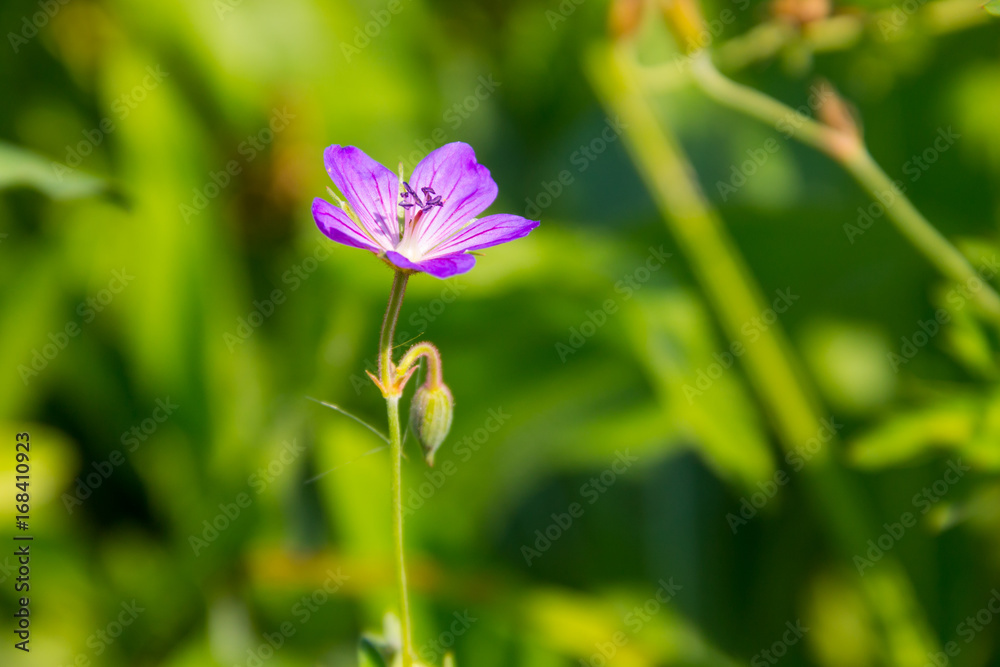 Purple cranesbill flower (Geranium sanguineum) Purple cranesbill flower (Geranium sanguineum)