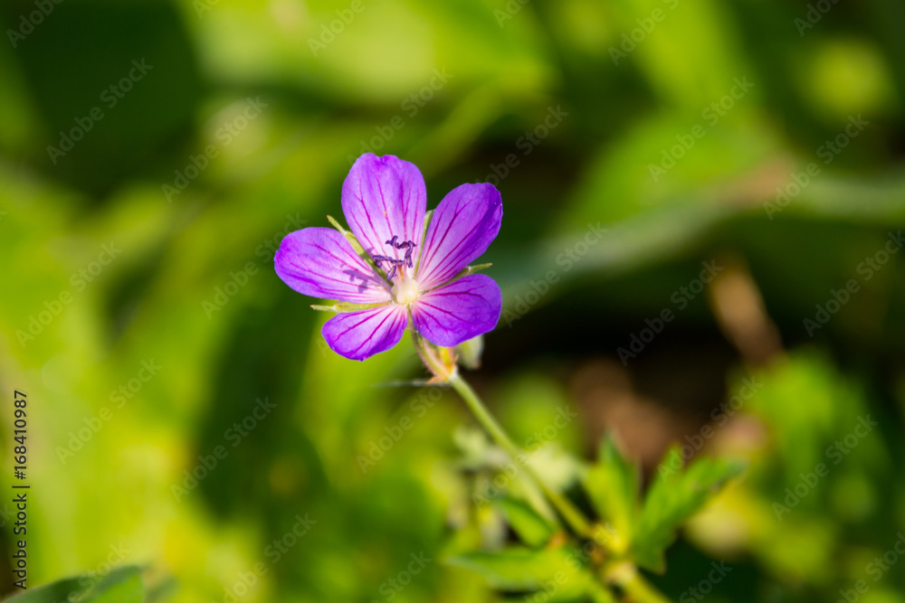 Purple cranesbill flower (Geranium sanguineum) Purple cranesbill flower (Geranium sanguineum)