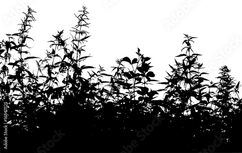 Silhouette nettle. Vector 