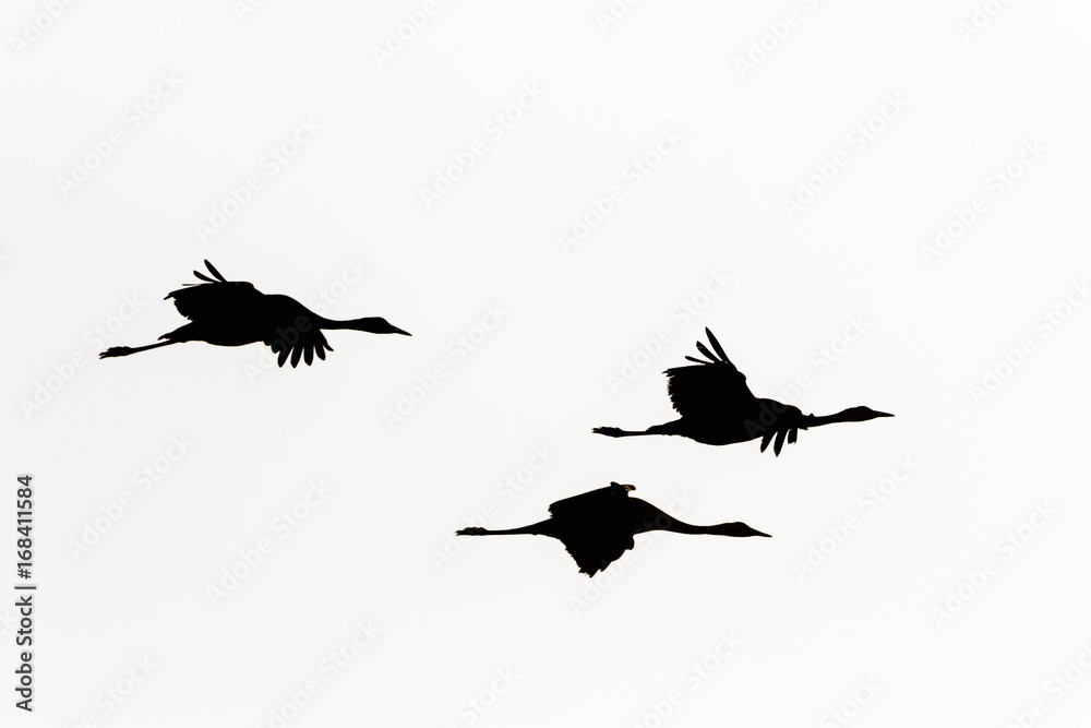 Obraz premium Crane flock in silhouette in the sky