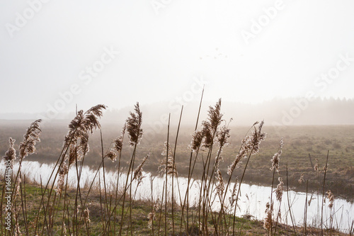 Reeds in foggy rural landscape