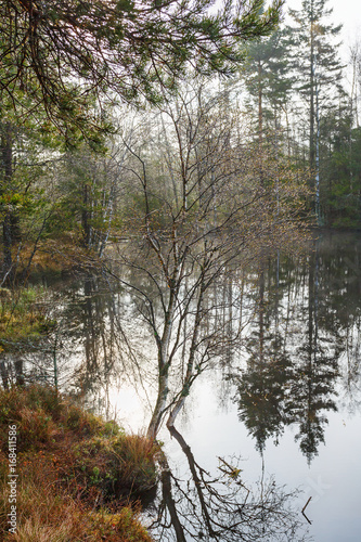 Birch tree on a lake shore in backlight
