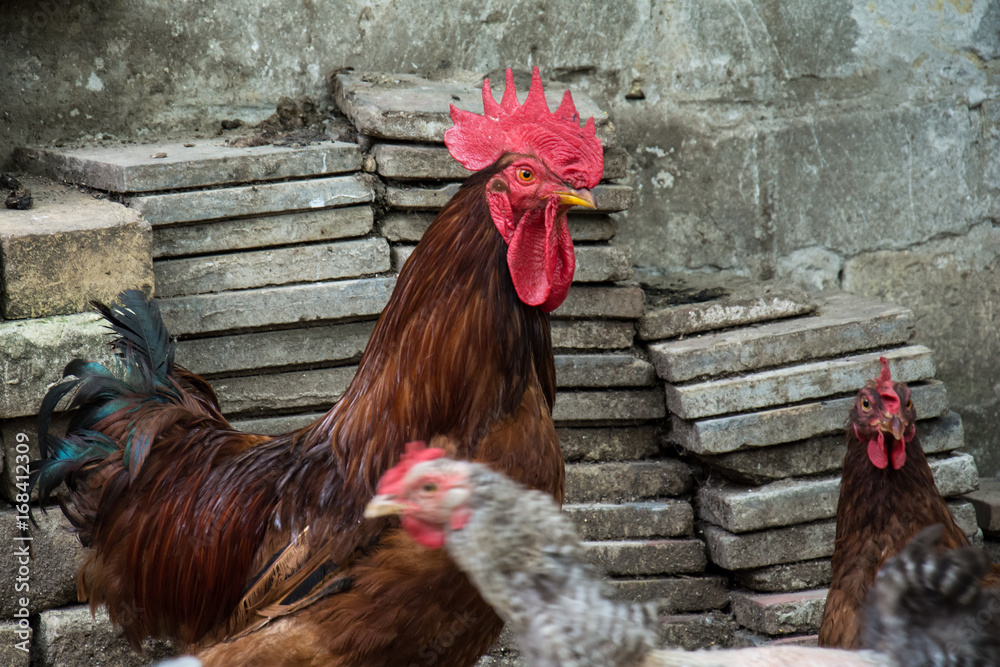 Naklejka premium Hen and rooster on traditional free range poultry farm