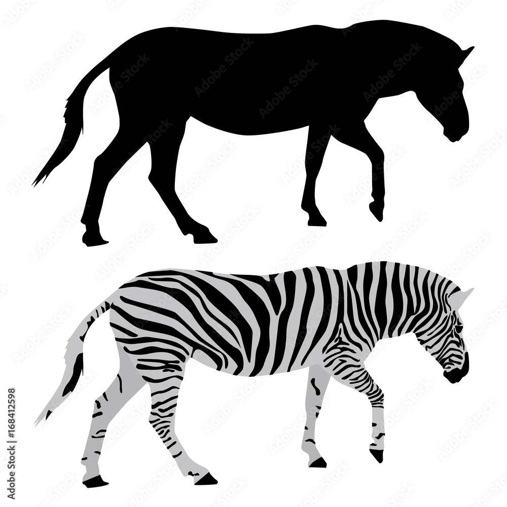 Fototapeta premium Zebra. Black and colored drawings