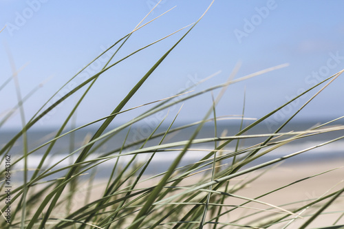 Gras mit Meerblick