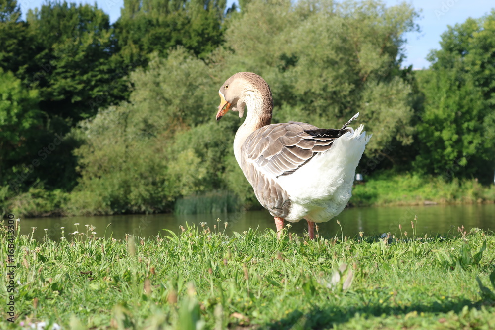Obraz premium Gans am Fluss
