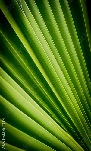 Green palm leaf. Natural plant texture