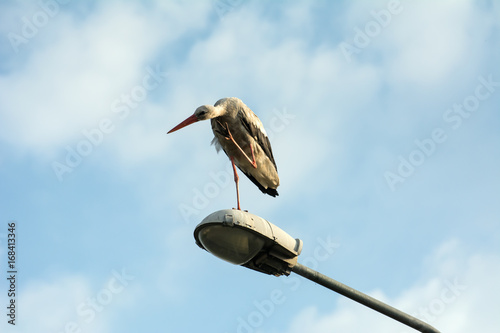 A stork standing on top of a street lamp, scrathing its neck with its claw