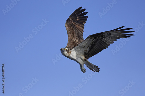 Osprey  Pandion haliaetus 