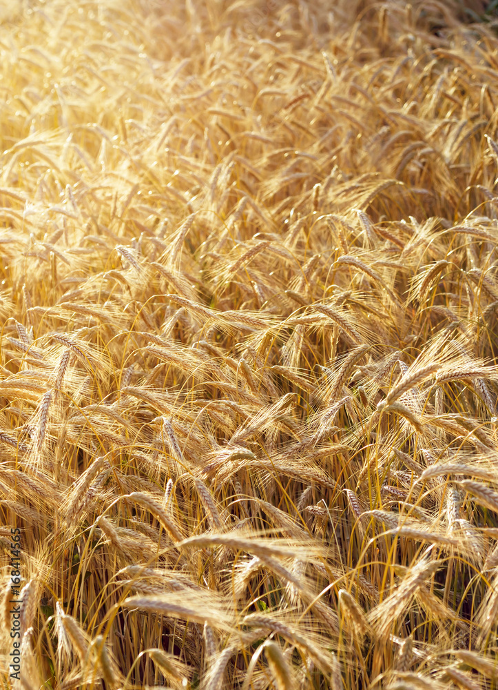 Spelt (Triticum spelta), also known as dinkel wheat or hulled. Cereal. Grain crop, species of the genus Corn (Triticum). Spelt refers to the so-called basted corn Spelt (Triticum spelta), also known as dinkel wheat or hulled. Cereal. Grain crop, species of the genus Corn (Triticum). Spelt refers to the so-called basted corn