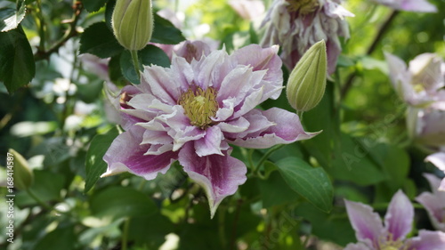clematis piilu white purple