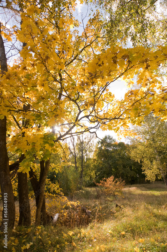 Autumn landscape