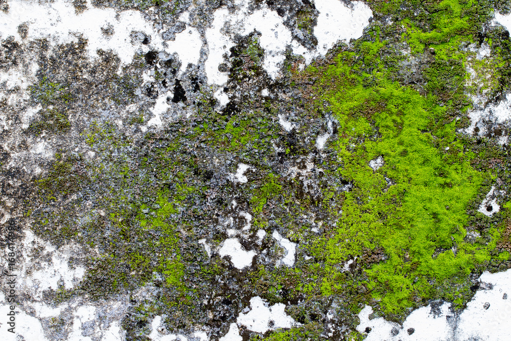 Obraz premium white concrete wall texture.