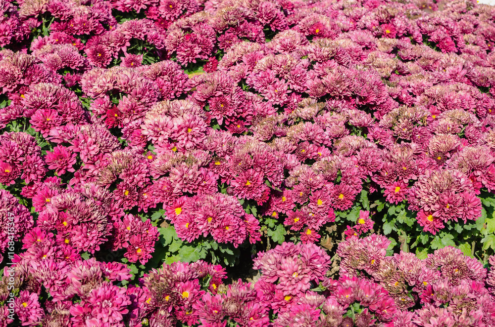 Red chrysanthemums in the garden background Red chrysanthemums in the garden background
