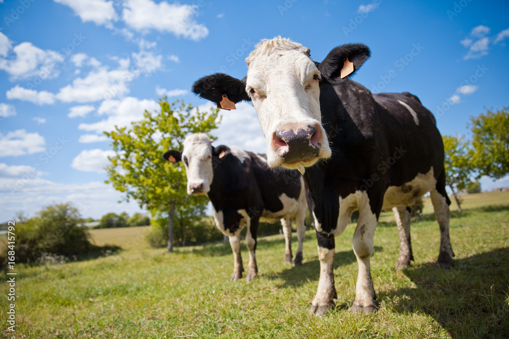 Campagne et vache en France