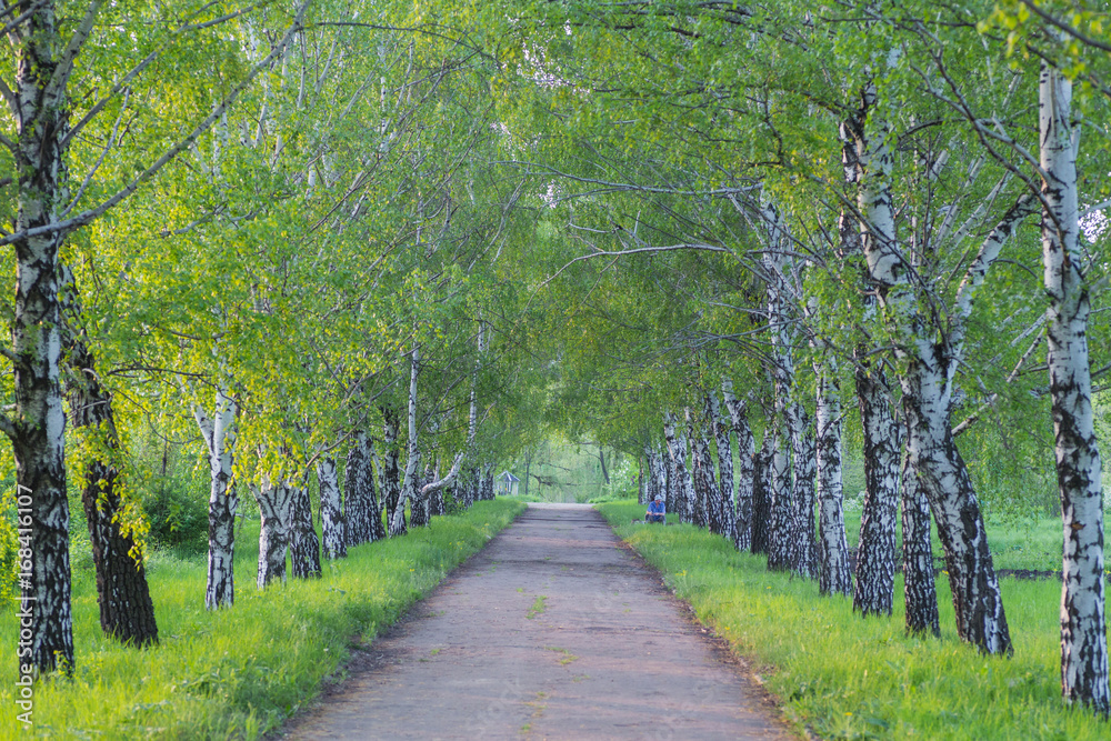 Fototapeta premium birch forest in sunlight
