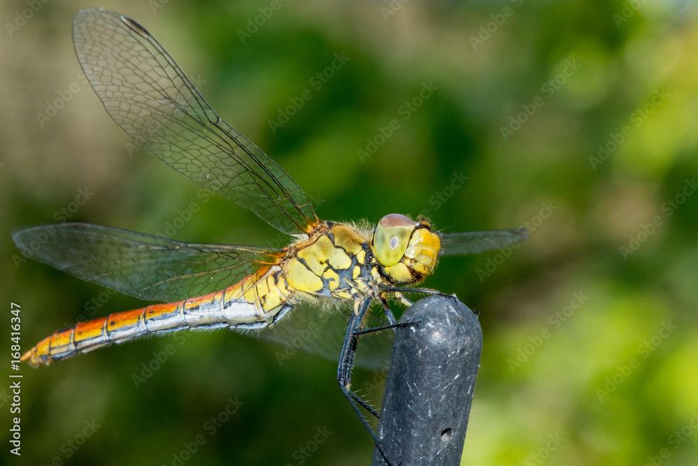 Close up yellow dragonfly on the branches Close up yellow dragonfly on the branches