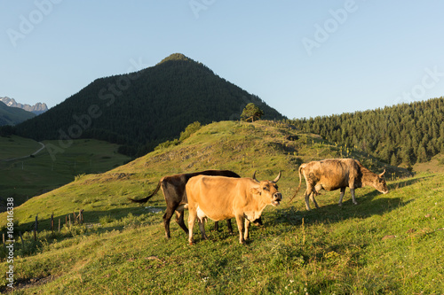 cows grazing in the Tusheti village of Shenako © lindacaldwell
