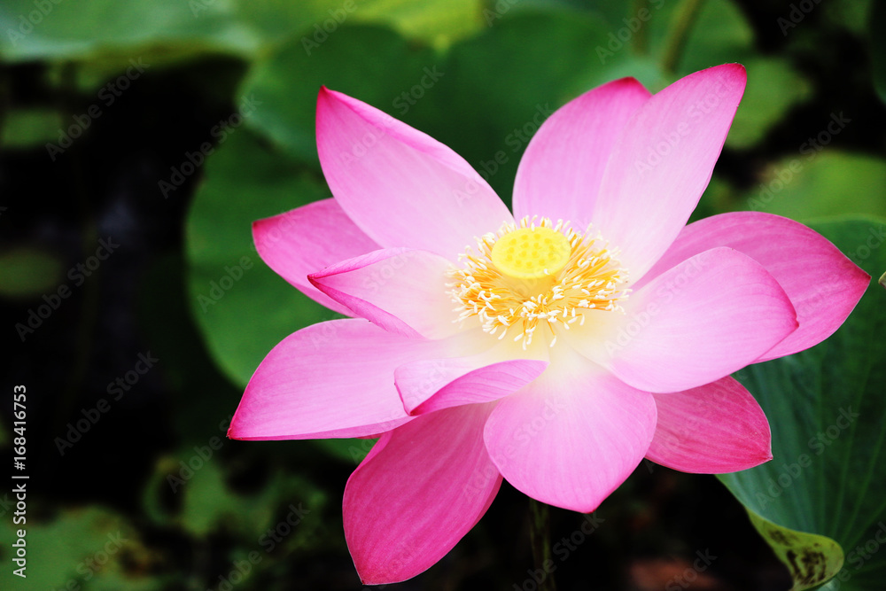 pink lotus is the symbol of the Buddha Thailand. pink lotus is the symbol of the Buddha Thailand.