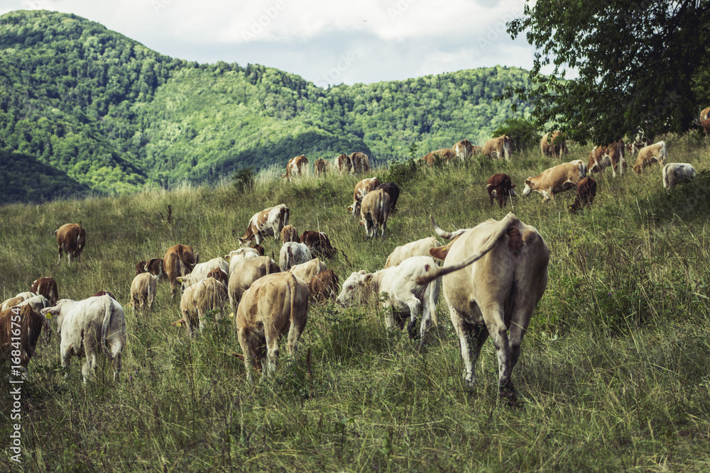 Cows on meadow on hot sunny day Cows on meadow on hot sunny day