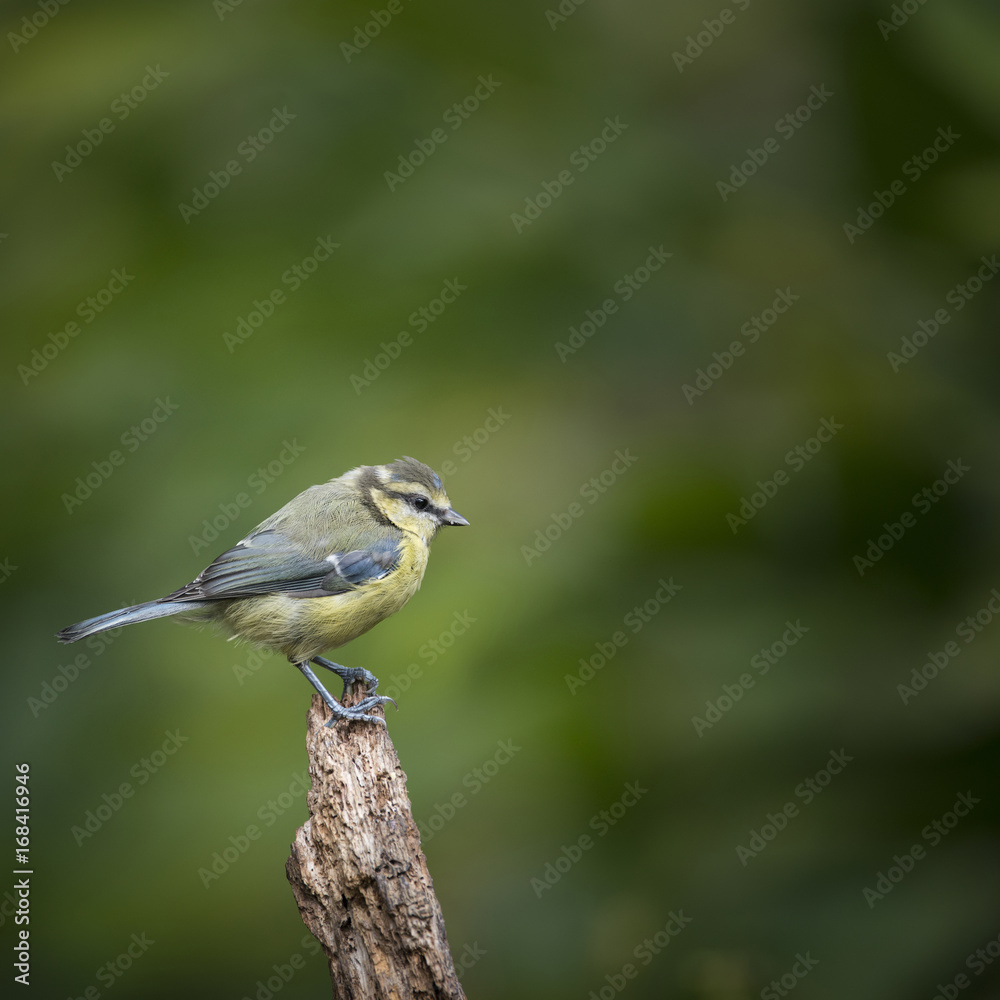 Fototapeta premium Beautiful Blue Tit Cyanistes Caeruleus on tree in woodland landscape setting