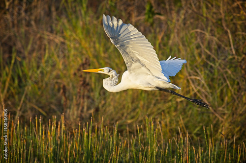 great_egret_taking_off