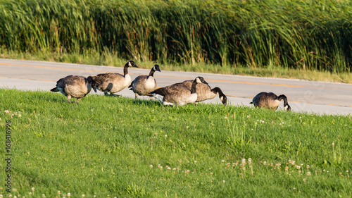 Schilderij op canvas geese strolling along the side of the road