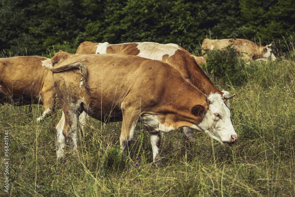 Cows on meadow on hot sunny day