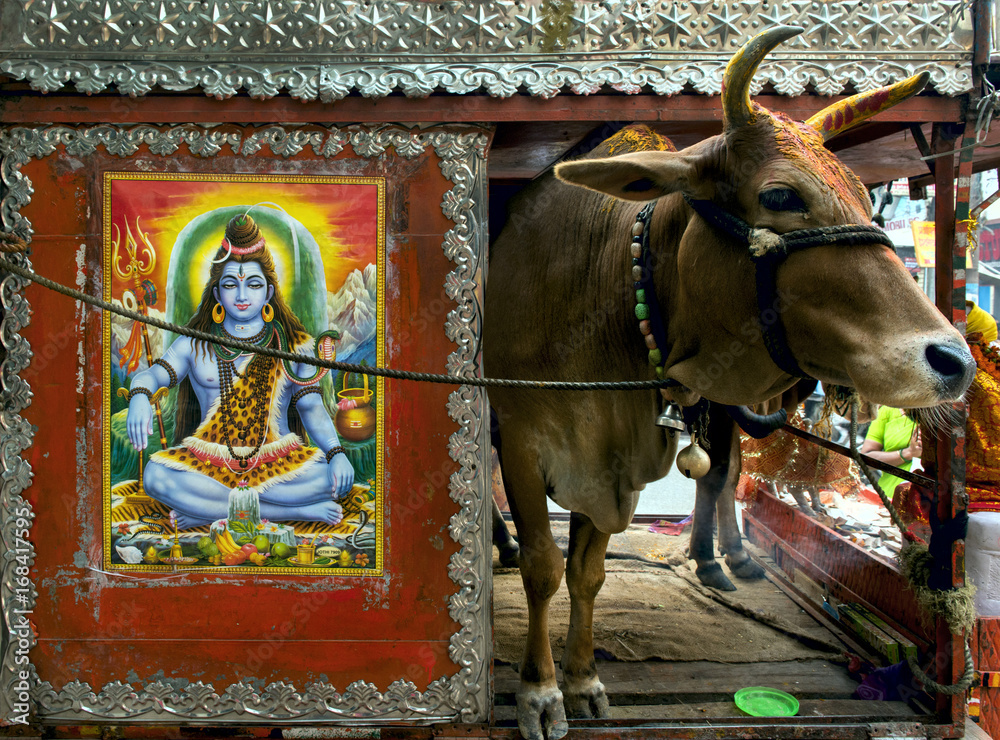 Obraz premium Vacca sacra