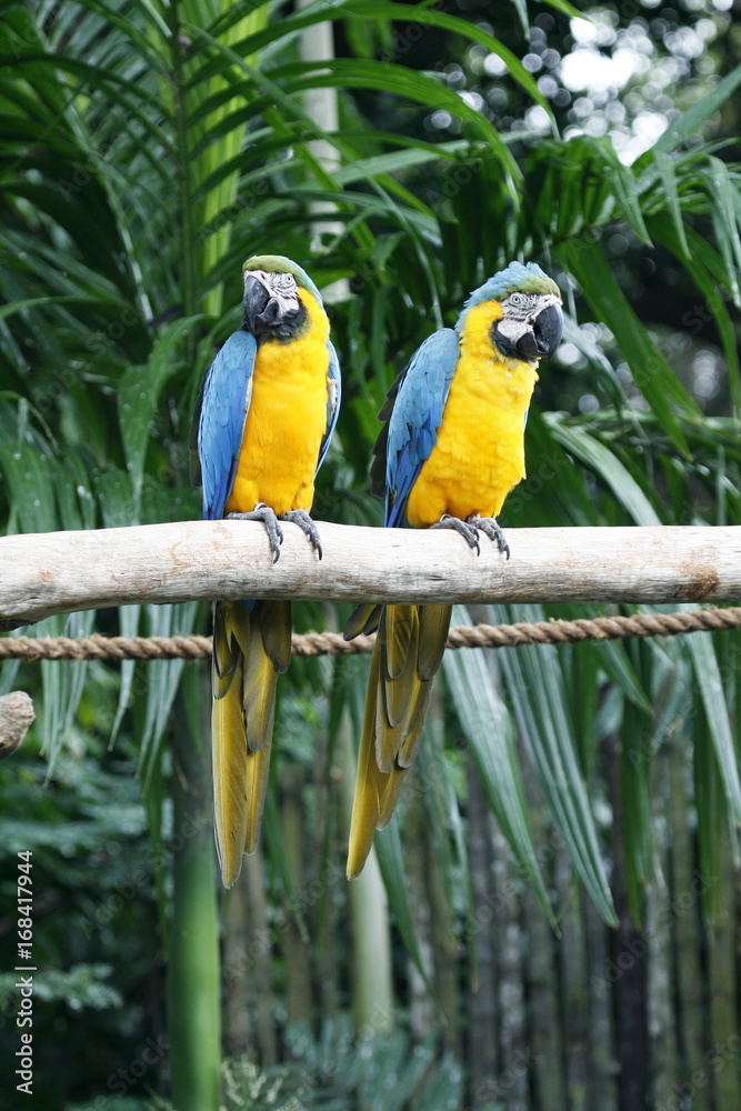 Obraz premium Blue and Yellow Macaw or Blue and-Gold Macaw, A member of the macaw group of parrots. Suffered from extinction through habitat destruction and capture for trade.