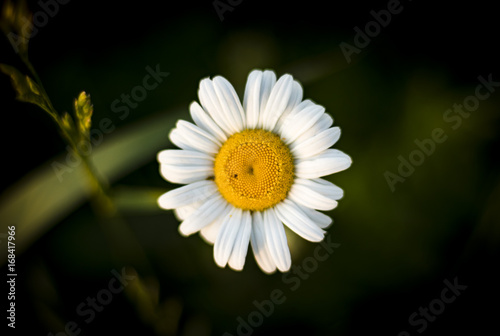 daisy days