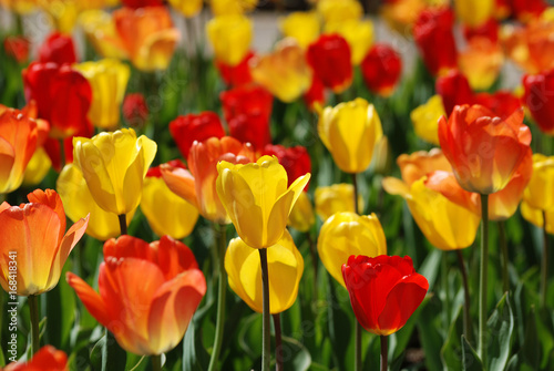 Brightly colored red and yellow tulips shining in the sunlight at Cantigny in Wheaton, Illinois. photo