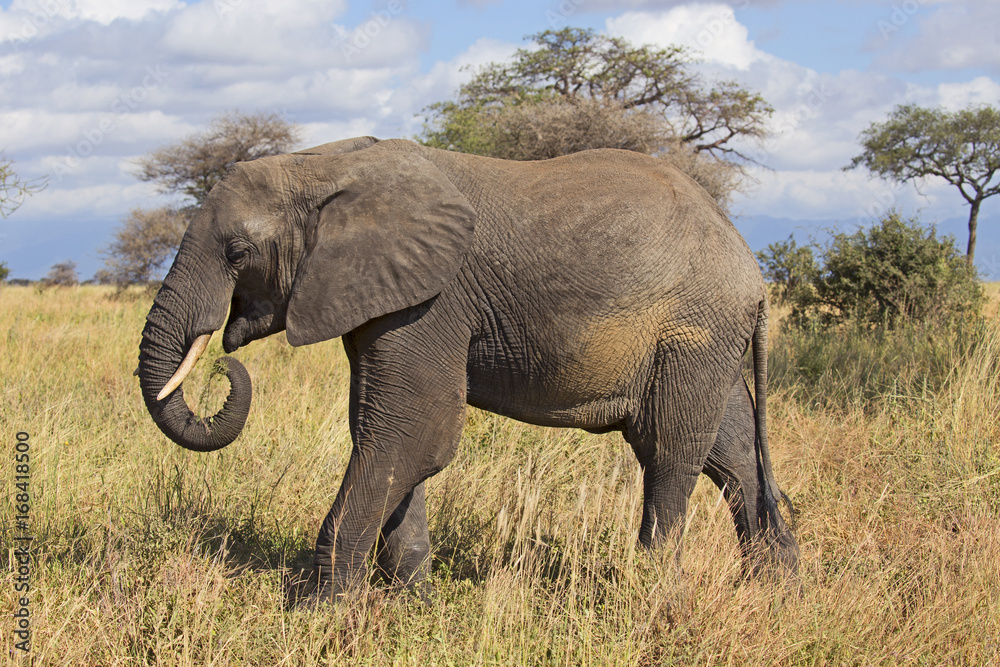 African elephant from Serengeti reserve, Tanzania