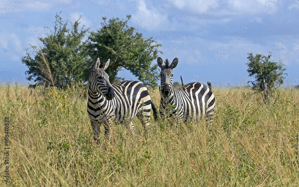 Obraz premium Two zebras in grass field, east Africa