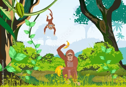 Orangutan ape in jungle vector illustration