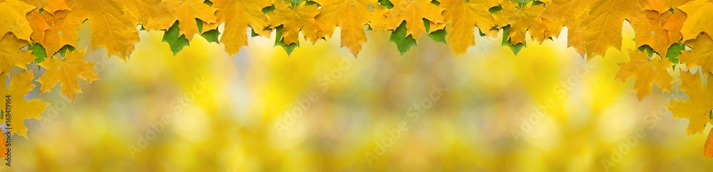 Autumn leaves on blurred bokeh background with empty space, border design panoramic banner 