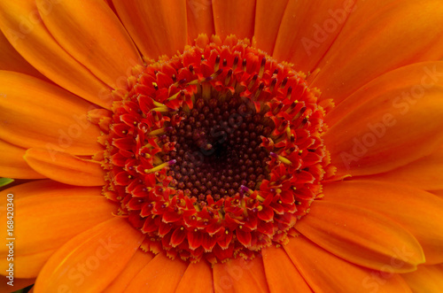 Blossom of Asterales  Asteraceae