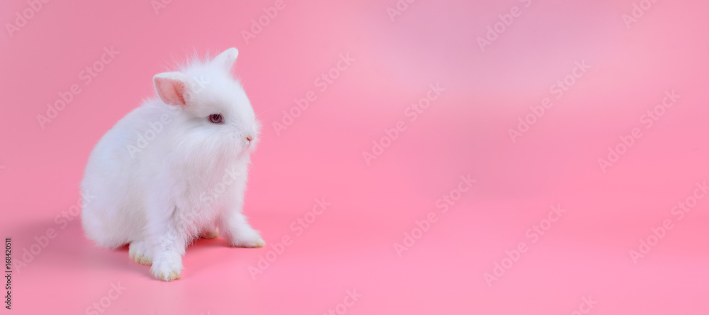 white fluffy bunny on clean pink background, little white rabbit and copy space for text white fluffy bunny on clean pink background, little white rabbit and copy space for text