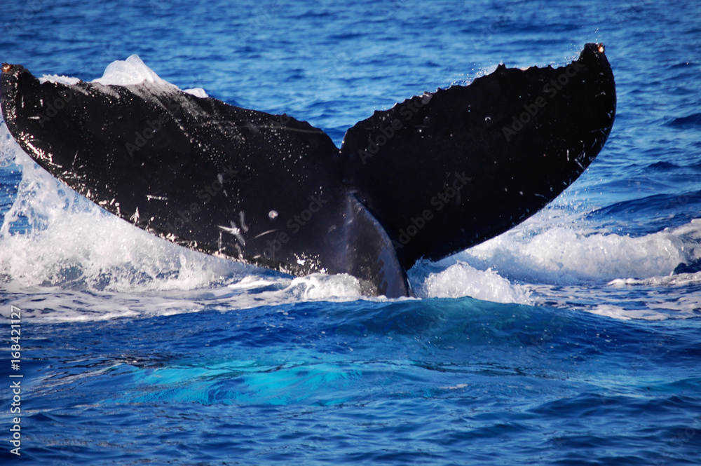 Fototapeta premium A whale of a tail appeared from this creature while in Maui, Hawaii.