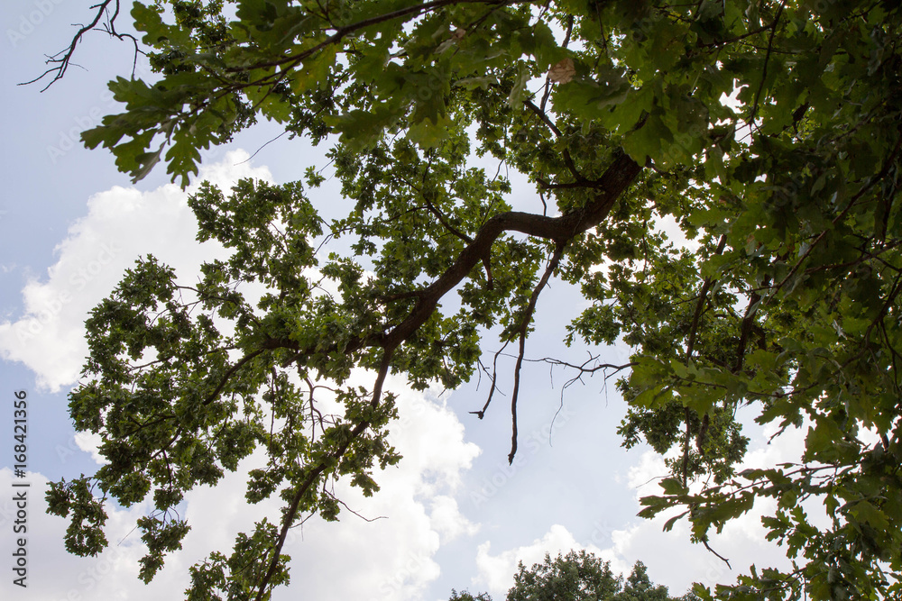 Obraz premium Oak tree