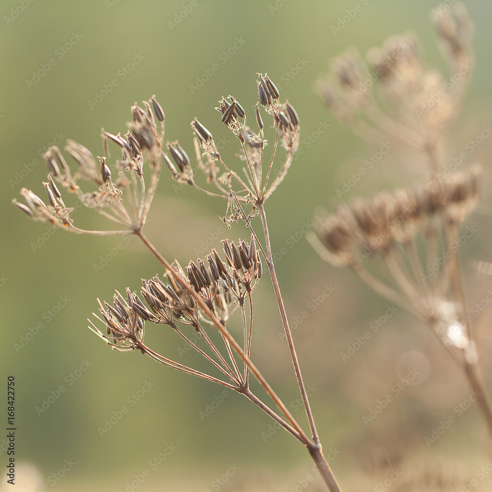 Dry autumn grass with umbellate and seeds Dry autumn grass with umbellate and seeds
