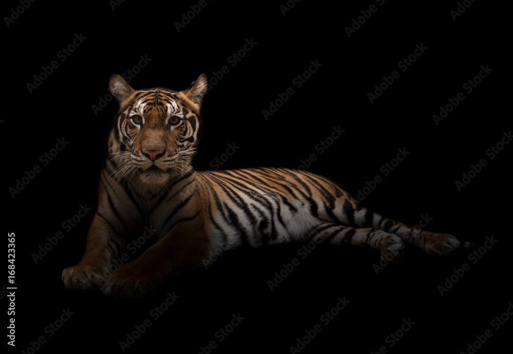 Fototapeta premium samica tygrysa bengalskiego w ciemności