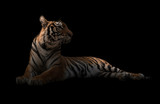 female bengal tiger in the dark