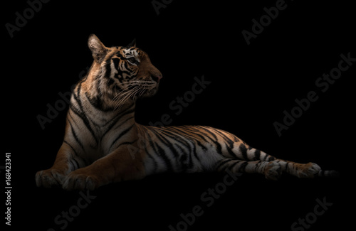 female bengal tiger in the dark