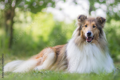 Cute gold rough collie with long hair lies at grass, green bokeh background photo