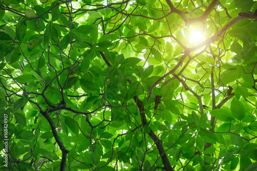 Green Cananga odorata tree is a tropical tree that originates in Indonesia.